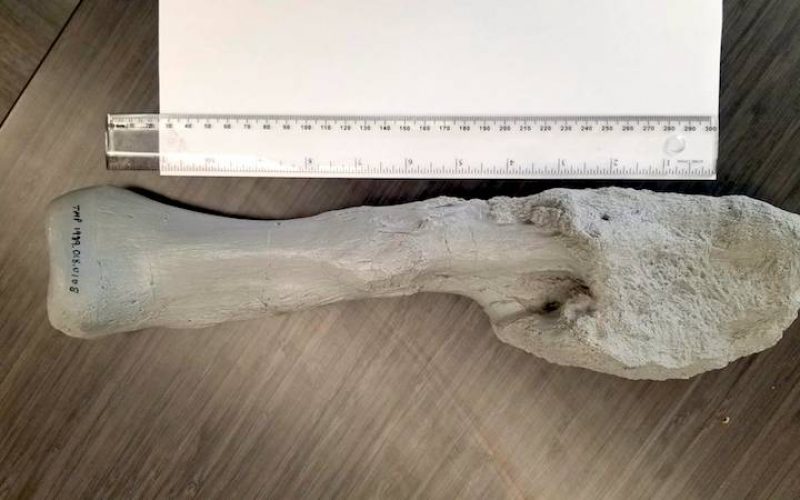 Kanser, dinozorlarda bile varmış