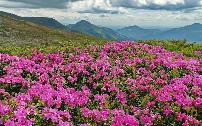 30 milyon yaşındaki orman gülleri, çiçeklerimizin atası