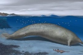 Eski balina, gelmiş geçmiş en ağır hayvan olabilir