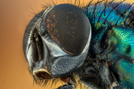 Beynin gelişimi ve işleyişinde sinekler ve insanlar arasındaki benzerlik
