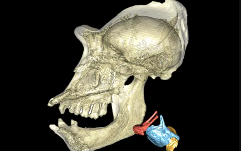 Sesli iletişime imkan veren gırtlak yapısı primatlarda daha hızlı evrimleşiyor