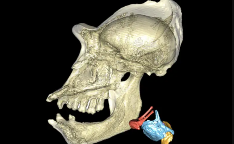 Sesli iletişime imkan veren gırtlak yapısı primatlarda daha hızlı evrimleşiyor