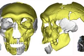 Yeni bir insan türü mü keşfedildi?