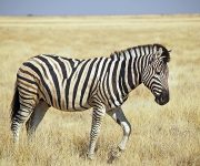Zebra çizgileri ve sinekleri uzak tutmadaki rolü