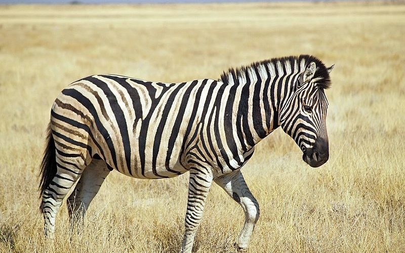Zebra çizgileri ve sinekleri uzak tutmadaki rolü