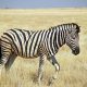 Zebra çizgileri ve sinekleri uzak tutmadaki rolü