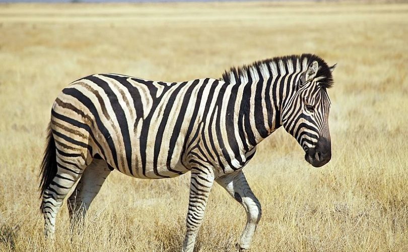 Zebra çizgileri ve sinekleri uzak tutmadaki rolü