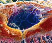 CRISPR tedavisi ile körlüğe karşı yeni bir umut