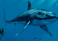 Tarih öncesi devasa köpekbalığının gerçek boyutu neydi?