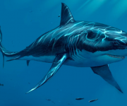 Tarih öncesi devasa köpekbalığının gerçek boyutu neydi?