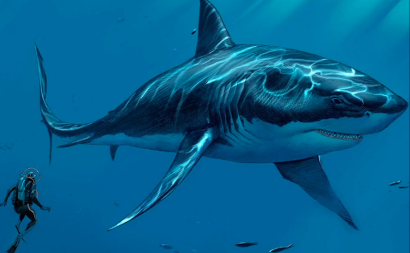 Tarih öncesi devasa köpekbalığının gerçek boyutu neydi?