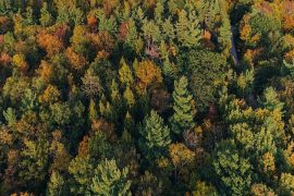 Bitkilerden elde edilen ipuçlarıyla saklı mezarlara ulaşılabilir