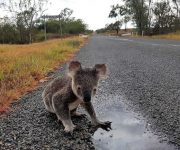 WWF: Yaban hayatının üçte ikisi, insanlar yüzünden azaldı