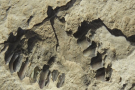 Arap yarımadasında 120.000 yıllık ayak izleri
