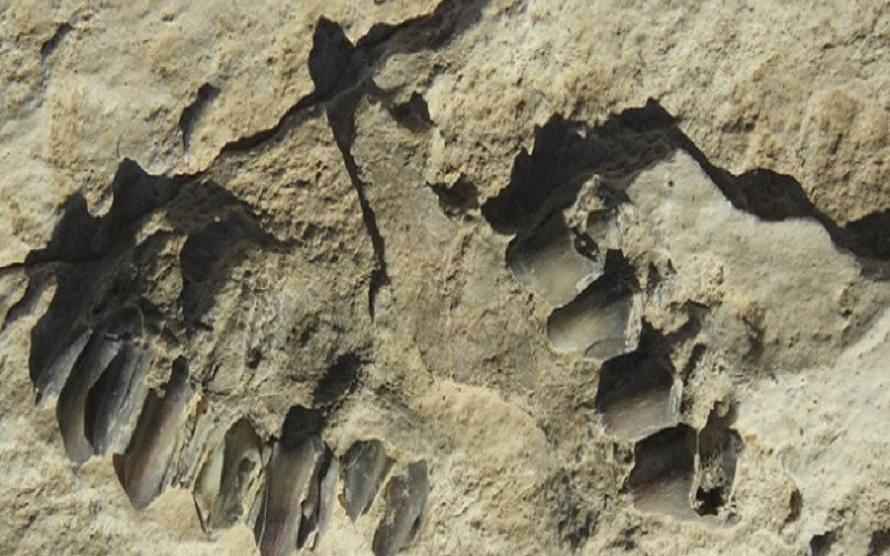 Arap yarımadasında 120.000 yıllık ayak izleri