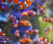 Palyaço balıkları da basit matematik becerisine sahip