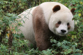 Kahverengi pandaların gizemi çözüldü