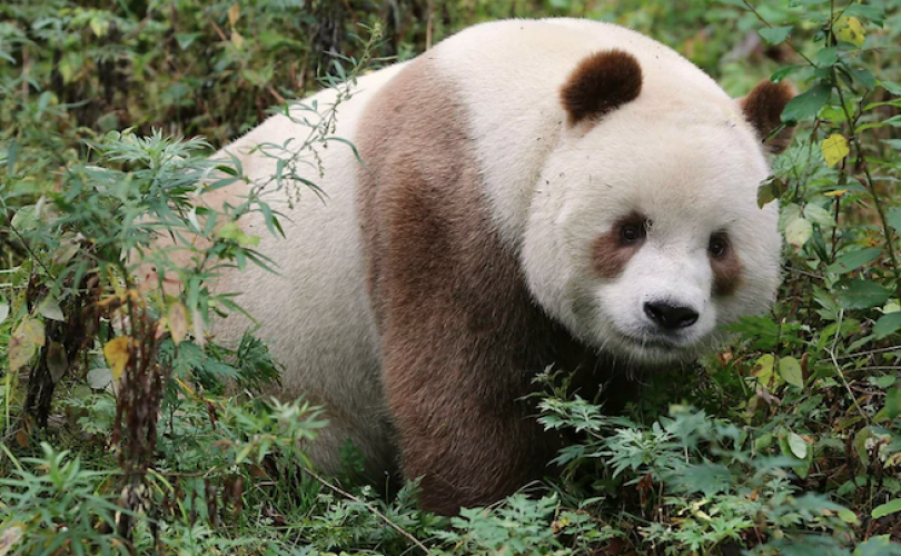 Kahverengi pandaların gizemi çözüldü