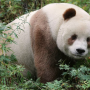 Kahverengi pandaların gizemi çözüldü