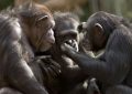 Şempanzelerin savaş taktikleri… Tıpkı insanlarınki gibi…