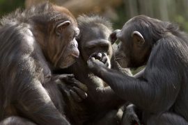 Şempanzelerin savaş taktikleri… Tıpkı insanlarınki gibi…