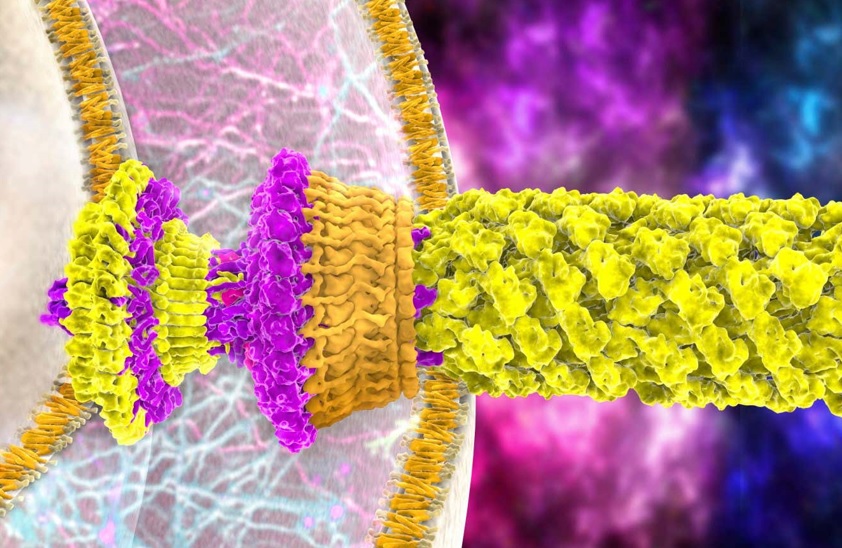 Credit: Ramon Andrade 3dCiencia/Science Photo Library