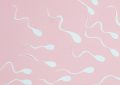 Daha fazla sayıda kaliteli sperm üreten erkekler daha uzun yaşıyor