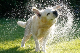 Köpekler ıslakken neden silkinirler?