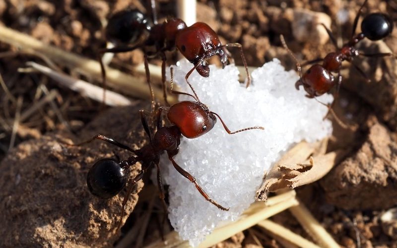 Sigara izmaritleri, karıncaların hayatını tehlikeye atıyor