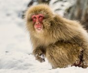 İlk primatlar soğuk iklimlerde evrimleşmiş