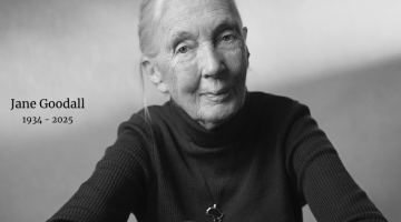 Jane Goodall 91 yaşında hayatını kaybetti…