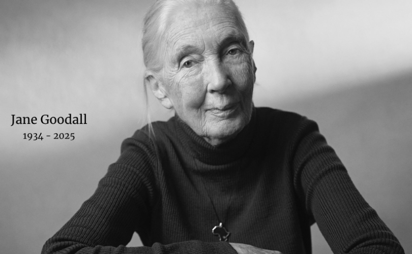 Jane Goodall 91 yaşında hayatını kaybetti…
