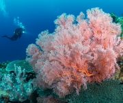 Büyük Proje: Denizlerin ormanı mercanlar koruma altına alınıyor