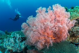 Büyük Proje: Denizlerin ormanı mercanlar koruma altına alınıyor