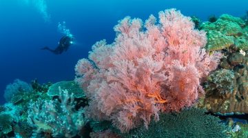 Büyük Proje: Denizlerin ormanı mercanlar koruma altına alınıyor