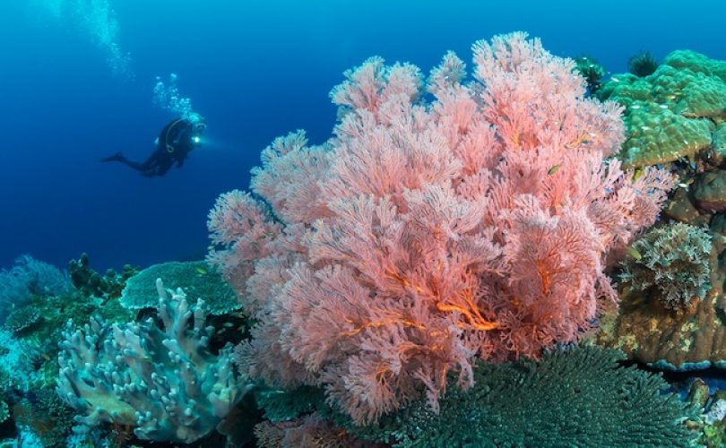 Büyük Proje: Denizlerin ormanı mercanlar koruma altına alınıyor