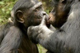 Öpüşmenin geçmişi 21 milyon yıl öncesine uzanıyor