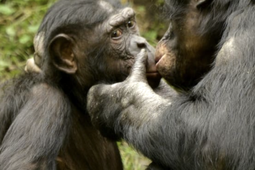 Öpüşmenin geçmişi 21 milyon yıl öncesine uzanıyor