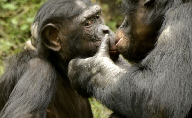 Öpüşmenin geçmişi 21 milyon yıl öncesine uzanıyor