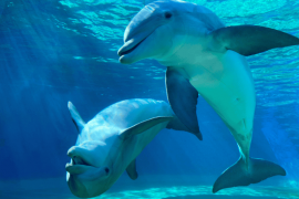 Türler arası diyalog başlıyor mu?