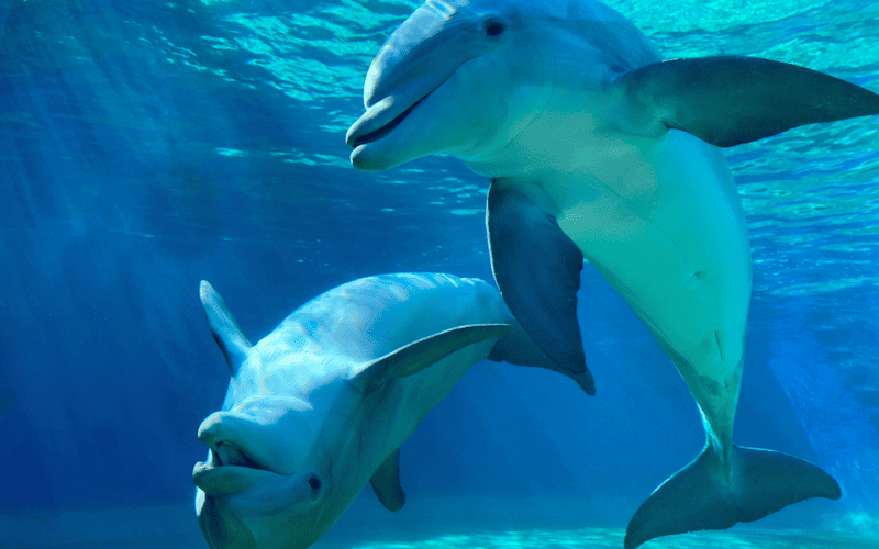 Türler arası diyalog başlıyor mu?