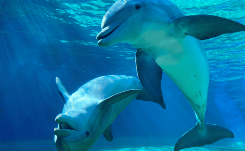 Türler arası diyalog başlıyor mu?