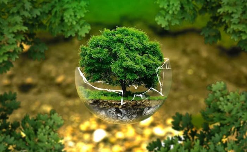 Doğa aklı nasıl çalışıyor? Bize ne öğretiyor?