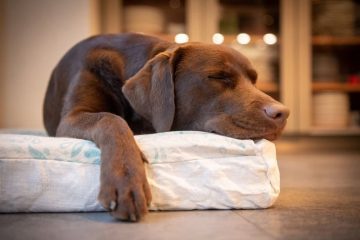 Köpeğinizin ağrısı olduğunun ne kadar farkındasınız?