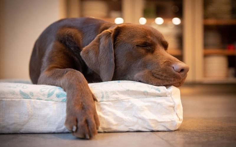 Köpeğinizin ağrısı olduğunun ne kadar farkındasınız?