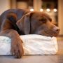 Köpeğinizin ağrısı olduğunun ne kadar farkındasınız?