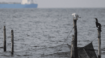 “Korkuluk şamandıra” deniz kuşlarını sadece 23 gün kandırabildi