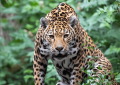 Jaguar ‘Gaspar’ Amazon’da 2 bin km yol aldı