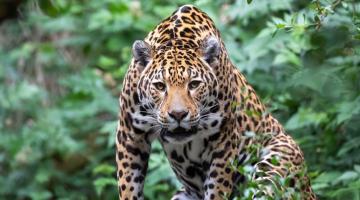 Jaguar ‘Gaspar’ Amazon’da 2 bin km yol aldı