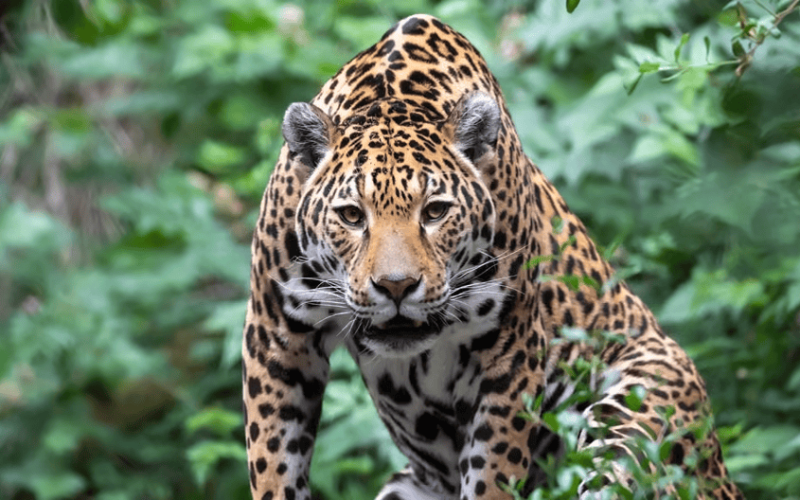 Jaguar ‘Gaspar’ Amazon’da 2 bin km yol aldı